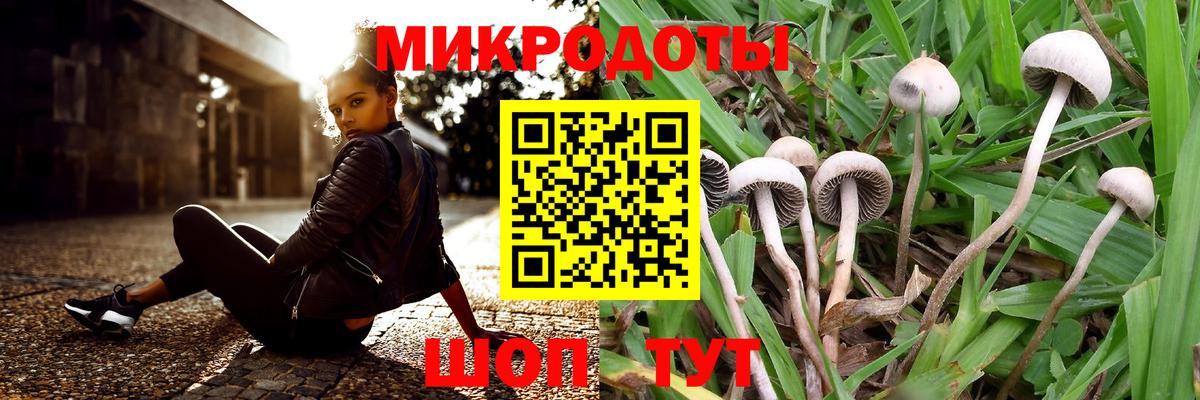 Псилоцибиновые грибы Psilocybine cubensis Губаха